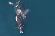 a right whale and calf at the ocean's surface photographed from above