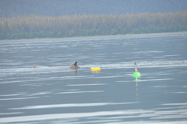 Manu with trailing yellow crab pot buoys and green satellite tag buoy. Credit: NOAA Fisheries/Suzie Teerlink