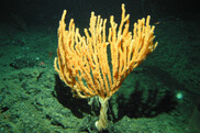 A bright orange branching coral sits on the seafloor. Credit: NOAA Ocean Exploration