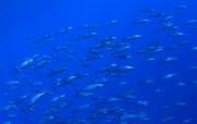 A large group of fish school together in dark blue water. Credit: NOAA