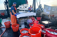 two fishermen at a fish sorting station  on the deck of a trawler surrounded by bright orange plastic fish baskets 