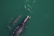 north Atlantic right whale and calf in calm green waters photographed from above