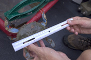 A scientist’s hands hold a blue crab and measure the crab with a ruler. Credit: NOAA Chesapeake Bay Office
