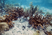 Orange-brown branching coral mixed in with light tan feather-like coral on a sandy seafloor. Credit: U.S. Geological Survey