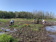 A group of people in sun hats and tall waterproof boots dig holes for plants in a boggy wetland, with trees in the background.