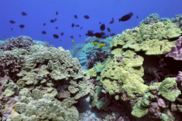 Colorful underwater coral reef off of Hawaiʻi Island. Credit: Arizona State University/Greg Asner