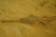 Smalltooth sawfish showing its long, flat snout edged with teeth underwater over a sandy bottom. Credit: NOAA
