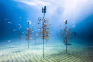 Underwater pillars rest in the sand with young corals growing on them. Credit: Coral Restoration Foundation