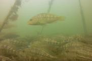 fish swimming around submerged aquaculture cages
