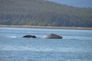 Whales "Tango" and "Sasha"