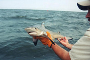 Tobey Curtis holds a bull shark