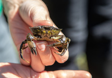 A close-up image of a European Green Crab