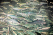 Dozens of silvery, spotted fish swimming in water. Credit: Ryan Hagerty/U.S. Fish and Wildlife Service
