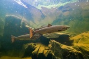 Orangey-brown Atlantic salmon swim above boulders. Credit: Atlantic Salmon Federation