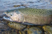 Wild chinook Salmon in Idaho. Credit: Shutterstock