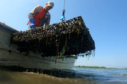 Man in a skiff raising an oyster cage with a winch