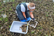 Woman in waders crouched on an oyster bed taking samples