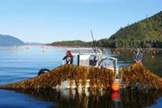 seagrove-kelp-co-harvest-alaska-fisheries-science-center-2021