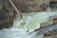 Chinook-Salmon-Making-it-up-Dagger-Falls-Middle-Fork-Salmon-River
