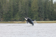 Breaching killer whale