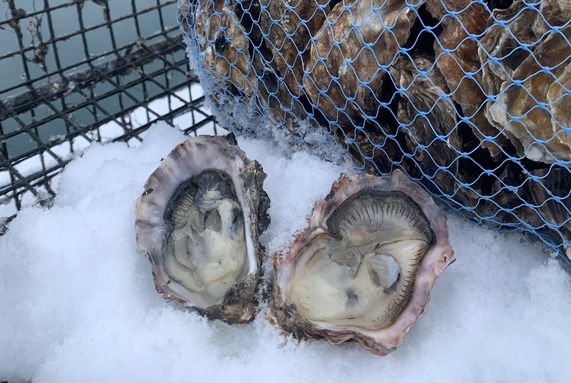 alaska-shellfish-farms-glacier-point-oysters-2022