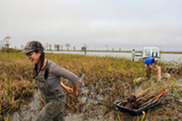 Volunteers planting trees with the Coalition to Restore Coastal Louisiana. Credit: CRCL.