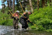 People electrofishing for brook trout in Carson, Washington.