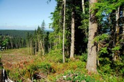 A forested area in northwest Oregon. Credit: Port Blakely.