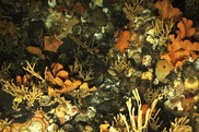 Deep-sea coral and sponge community in Alaska’s Aleutian Islands. 