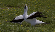  Two white birds with black masks and black bars on their wings cross their beaks against a green background. Credit: USFWS.