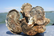 A healthy clump of oysters from the Harris Creek, Maryland, oyster reef restoration project. Credit: NOAA Fisheries.