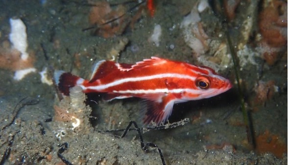 Young-of-the-year yelloweye rockfish