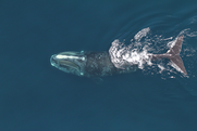 Right whale seen from above, swimming just under the water's surface