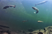 underwater image of swimming salmon