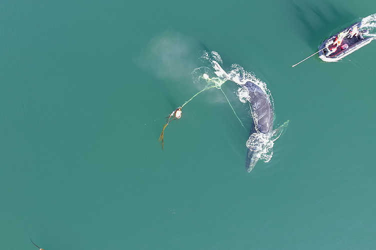 Successful Effort To Rescue An Entangled Humpback Whale In Alaska