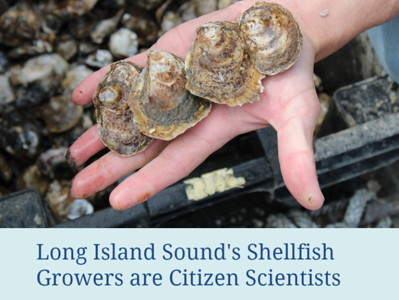 767x576-LISoystergrowers-StoryMap-featurestory-nefsc