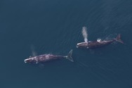two north atlantic right whales photographed from above
