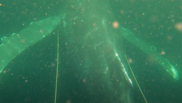 The humpback whale was entangled in line.