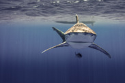 Image of oceanic whitetip shark taken from the front