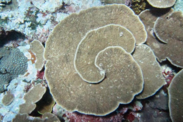Isopora crateriformis coral.