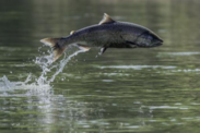 A chinook salmon jumps out of the Sacramento River in California