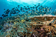 Schools of fish swimming around coral reef