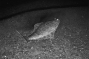 Black and white photo of flounder swimming