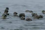 Group of seals swimming with their heads out of water