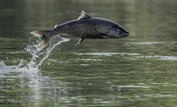 A chinook salmon jumps out of the Sacramento River in California. Credit: iStock