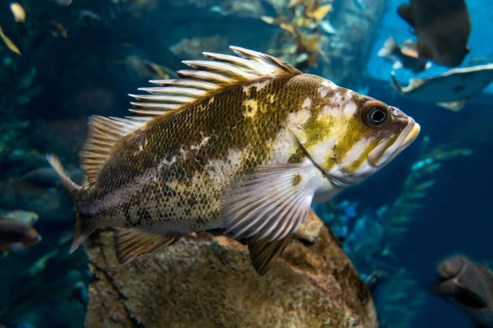 Quillback Rockfish