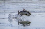 A chinook salmon jumps from the Klamath River in California. Credit: iStock.