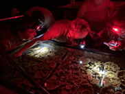 University of Hawaii’s Coral Research Lab staff watching the experimental corals in lab tanks spawning under red lights. Credit: University of Hawaii.