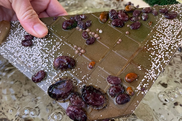 Young red abalone are being cultured on a small metal plate.