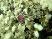 A small and spikey purple coral sits on top of a cluster of white coral. 